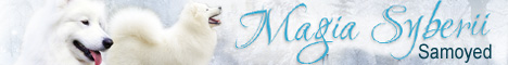 Hodowla Magia Syberii - Samoyed